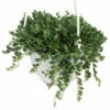 Football Plant - Senecio Radicans - 6" Hanging Basket - Succulent -HIRTS Sales apimanqmi 81582.1592329727