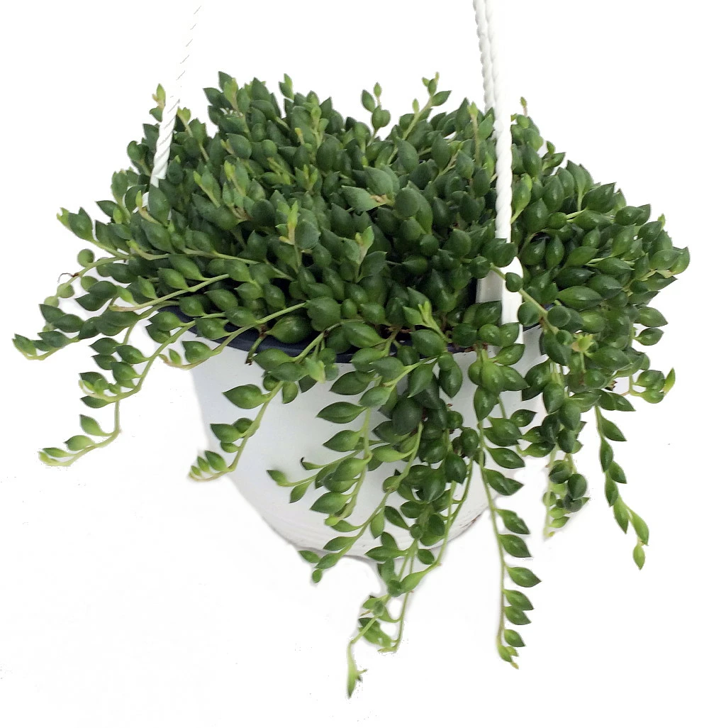 Football Plant - Senecio Radicans - 6" Hanging Basket - Succulent 3 Football Plant - Senecio Radicans - 6" Hanging Basket - Succulent