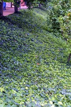 English Ivy 48 Plants - Hardy Groundcover - Sun Or Shade -1 3/4" Pots -HIRTS Sales apimayyhf 44586.1592323929