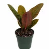 Bird's Nest Anthurium Superbum - Easy To Grow - 4" Pot - Collector's Series -HIRTS Sales apimb2r7y 38610.1592326985
