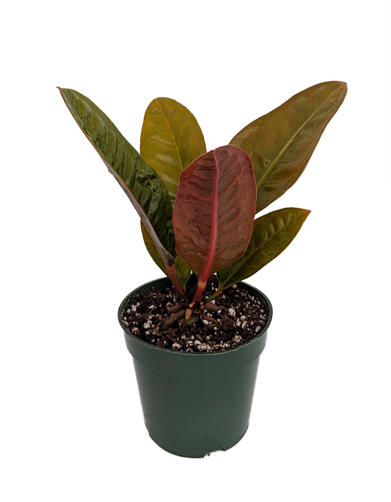 Bird's Nest Anthurium Superbum - Easy To Grow - 4" Pot - Collector's Series 3 Bird's Nest Anthurium Superbum - Easy To Grow - 4" Pot - Collector's Series