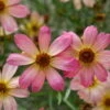 Shades Of Rose Coreopsis Tickseed Perennial Plant - Quart Pot 1 Shades Of Rose Coreopsis Tickseed Perennial Plant - Quart Pot -HIRTS Sales apimdne3u 01444.1592324133