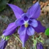 Alpine Columbine Perennial - Aquilegia Alpina - Quart Pot -HIRTS Sales apimh6ii1 09830.1592333604