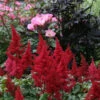 Fanal Astilbe - Dark Red Plumes - Very Hardy! - Gallon Pot 1 Fanal Astilbe - Dark Red Plumes - Very Hardy! - Gallon Pot -HIRTS Sales apimnlusq 19495.1618314574