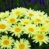 Banana Cream Shasta Daisy - Leucanthemum - Compact Plant - Gallon Pot -HIRTS Sales apimoiari 29474.1592327171
