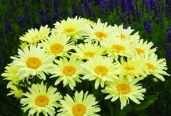 Banana Cream Shasta Daisy - Leucanthemum - Compact Plant - Gallon Pot
