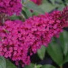 BUZZ™ Hot Raspberry Butterfly Bush - Compact - Heavy Blooms -Gallon Pot-Buddleia