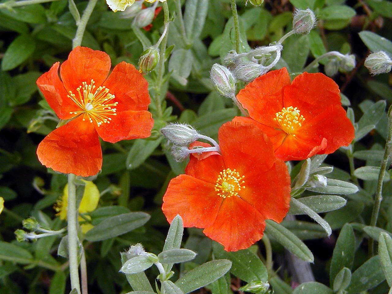 Henfield Brilliant Sun Rose - Helianthemum - Quart Pot 3 Henfield Brilliant Sun Rose - Helianthemum - Quart Pot