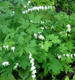 White Bleeding Hearts - Dicentra Alba - Great In Shade - Gallon Pot -HIRTS Sales apimsxgzz 31620.1592330789
