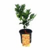 Valencia Orange Tree - Indoors/Out -8" Pot-NO SHIPPING TO TX, FL, AZ, CA, LA, HI -HIRTS Sales apimtjepi 16585.1592325077