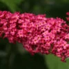 Monarch® Prince Charming Butterfly Bush - Buddleia - Perennial - Gallon Pot -HIRTS Sales apimucbzl 63663.1592318202