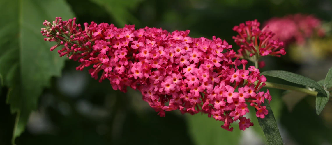 Monarch® Prince Charming Butterfly Bush - Buddleia - Perennial - Gallon Pot 3 Monarch® Prince Charming Butterfly Bush - Buddleia - Perennial - Gallon Pot