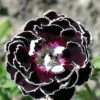Velvet N Lace Dianthus Perennial - Live Plant - Quart Pot -HIRTS Sales apimwe9kn 39685.1644927766