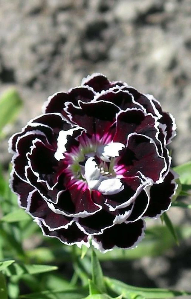 Velvet N Lace Dianthus Perennial - Live Plant - Quart Pot 3 Velvet N Lace Dianthus Perennial - Live Plant - Quart Pot