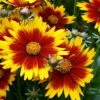 Up Tick Yellow & Red Coreopsis - Tickseed - Perennial - Live Plant - Quart Pot 2 Up Tick Yellow & Red Coreopsis - Tickseed - Perennial - Live Plant - Quart Pot -HIRTS Sales apin1lp71 30244.1592323728