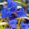 Sweet Kate Blue & Gold Spiderwort - Tradescantia - Gallon Pot -HIRTS Sales apin3douh 22671.1592331005