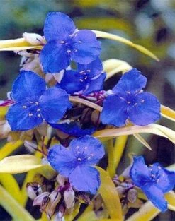Sweet Kate Blue & Gold Spiderwort - Tradescantia - Gallon Pot