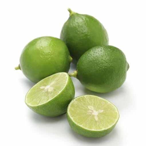 Key Lime Tree - 4x12" Pot -Fruiting Size-Key Lime Pie-Tree Form 1.5'-3' -HIRTS Sales apinbegqo 72288.1592324823