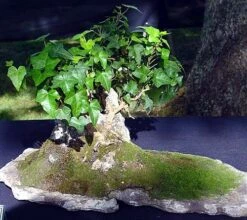 English Ivy 48 Plants - Hardy Groundcover - Sun Or Shade -1 3/4" Pots -HIRTS Sales apindsowq 77050.1592323929