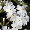 White Delight Creeping Phlox Perennial - Quart Pot -HIRTS Sales apinexjxn 23866.1592333681