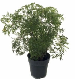 Stylized Thick Trunk Japanese Ming Tree - Polyscias Fruticosa - Indoor - 6" Pot -HIRTS Sales apinft7pf 77175.1592330381