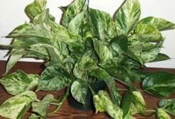 Marble Queen Devil's Ivy - Pothos - Epipremnum - 6" Hanging Basket -HIRTS Sales apinkkfcb 61934.1592323539