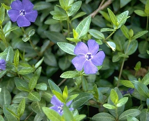 Myrtle 48 Plants - Periwinkle/Vinca - Hardy Groundcover - 1 3/4" Pots 6 Myrtle 48 Plants - Periwinkle/Vinca - Hardy Groundcover - 1 3/4" Pots - Image 4
