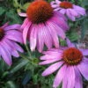Prairie Splendor Coneflower - Echinacea - Quart Pot -HIRTS Sales apinppz1j 05149.1592324095