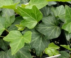 Thorndale English Ivy 48 Plants - Hardy Groundcover - 1 3/4" Pots -HIRTS Sales apint3brk 68935.1592326091