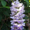 Blue Moon Wisteria Vine - Huge Fragrant Blooms - 4" Pot 1 Blue Moon Wisteria Vine - Huge Fragrant Blooms - 4" Pot -HIRTS Sales apintidrj 60163.1592326380