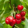 Joy Bush Cherry Plant - 3.25" Pot - Red Cherry Fruit In Late Summer -HIRTS Sales apinxtqkg 46528.1592334056
