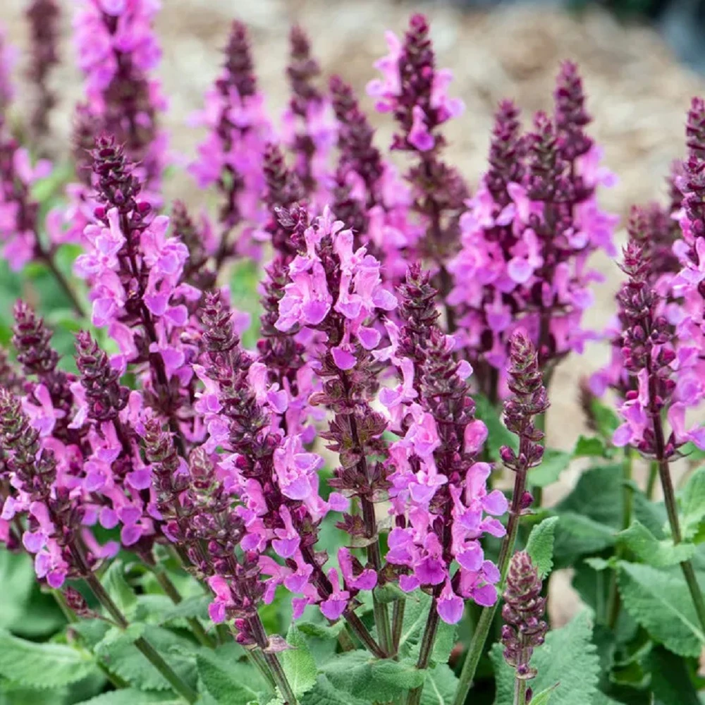 Rose Marvel Salvia- Meadow Sage -Live Plant- Quart Pot 3 Rose Marvel Salvia- Meadow Sage -Live Plant- Quart Pot