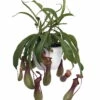 Asian Pitcher Plant - Nepenthes - Carnivorous - Exotic - 6" Hanging Basket -HIRTS Sales apinyr3vz 87838.1592324707