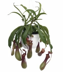 Asian Pitcher Plant - Nepenthes - Carnivorous - Exotic - 6" Hanging Basket