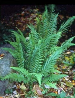 Japanese Beech Hardy Fern - Thelypteris Decursive-pinnata - Quart Pot -HIRTS Sales apinzyaeg 50464.1592324619