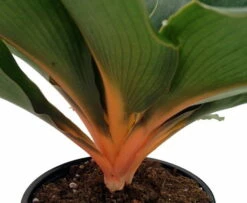 Orange Mandarin Spider Plant - Chlorophytum - Easy To Grow - 6" Pot 6 Orange Mandarin Spider Plant - Chlorophytum - Easy To Grow - 6" Pot -HIRTS Sales apio2uoar 54569.1592330589