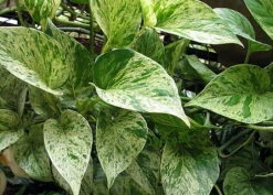 Marble Queen Devil's Ivy - Pothos - Epipremnum - 6" Hanging Basket -HIRTS Sales apio6waku 97420.1592323540