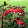 Valentine Bleeding Heart - Dicentra Spectabilis - Perennial - Gallon Pot -HIRTS Sales apiofzypw 23023.1592330939