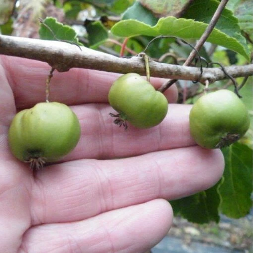 2 Hardy Kiwi Plants - Chang Bai Female And Meader Male - Actinidia -Large Fruit -HIRTS Sales apioisdox 60308.1592330817