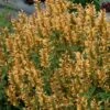 Gold Kudos Hummingbird Mint - Agastache - Anise Hyssop - Live Plant - Quart Pot 1 Gold Kudos Hummingbird Mint - Agastache - Anise Hyssop - Live Plant - Quart Pot -HIRTS Sales apiomioj4 60027.1592324713