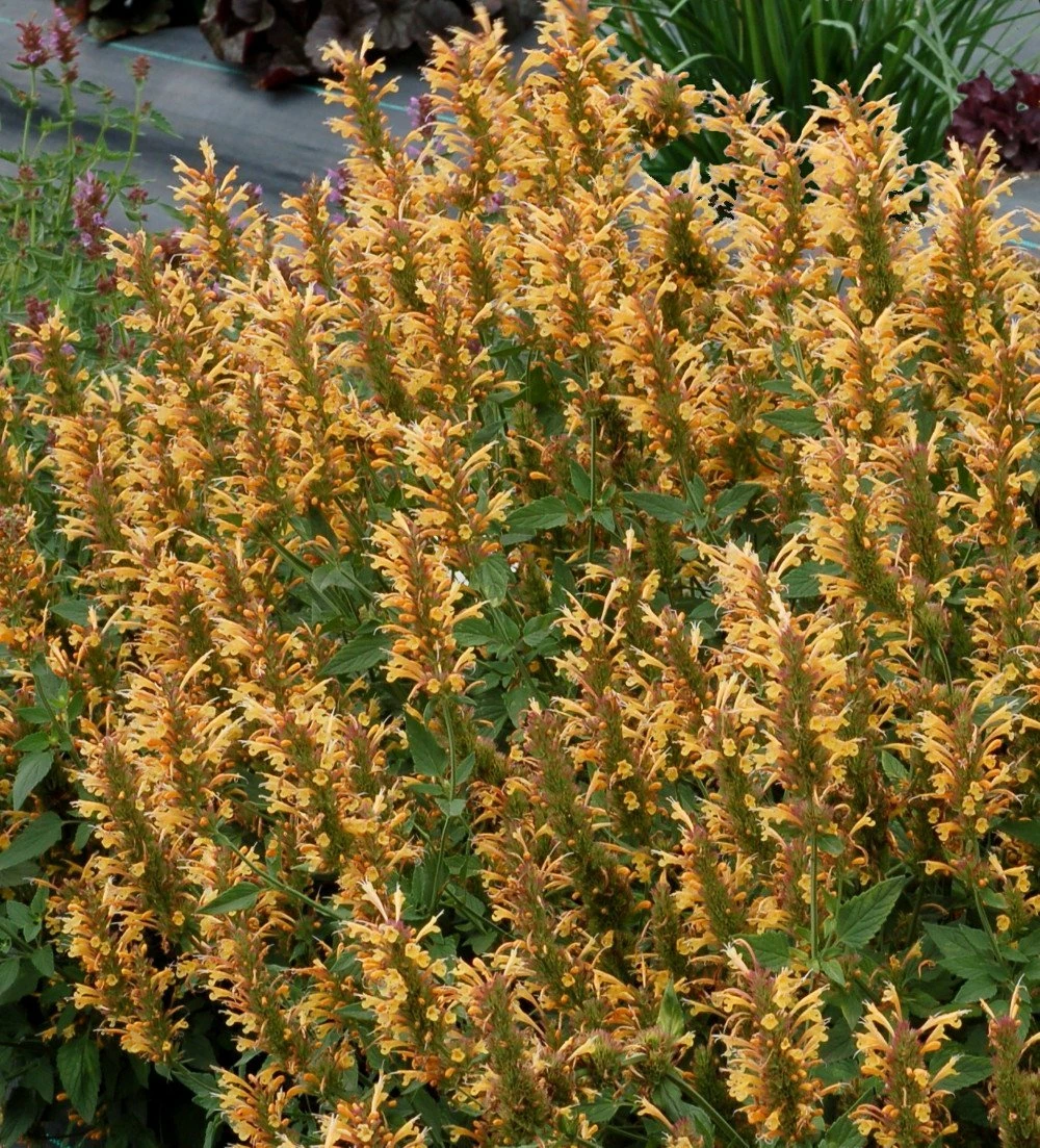 Gold Kudos Hummingbird Mint - Agastache - Anise Hyssop - Live Plant - Quart Pot 3 Gold Kudos Hummingbird Mint - Agastache - Anise Hyssop - Live Plant - Quart Pot
