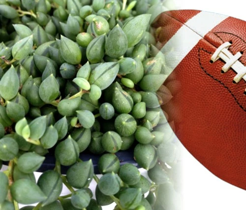 Football Plant - Senecio Radicans - 6" Hanging Basket - Succulent 4 Football Plant - Senecio Radicans - 6" Hanging Basket - Succulent - Image 2