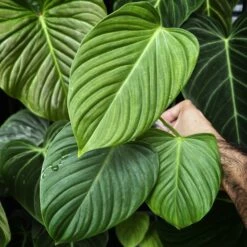 HIRTS Sales -HIRTS Sales apioxnalq 39943.1645108169