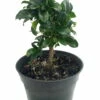 Fukien Tea Bonsai Tree - Carmona - 4" Pot - Indoor Houseplant -HIRTS Sales apip1fuyp 75696.1592325802