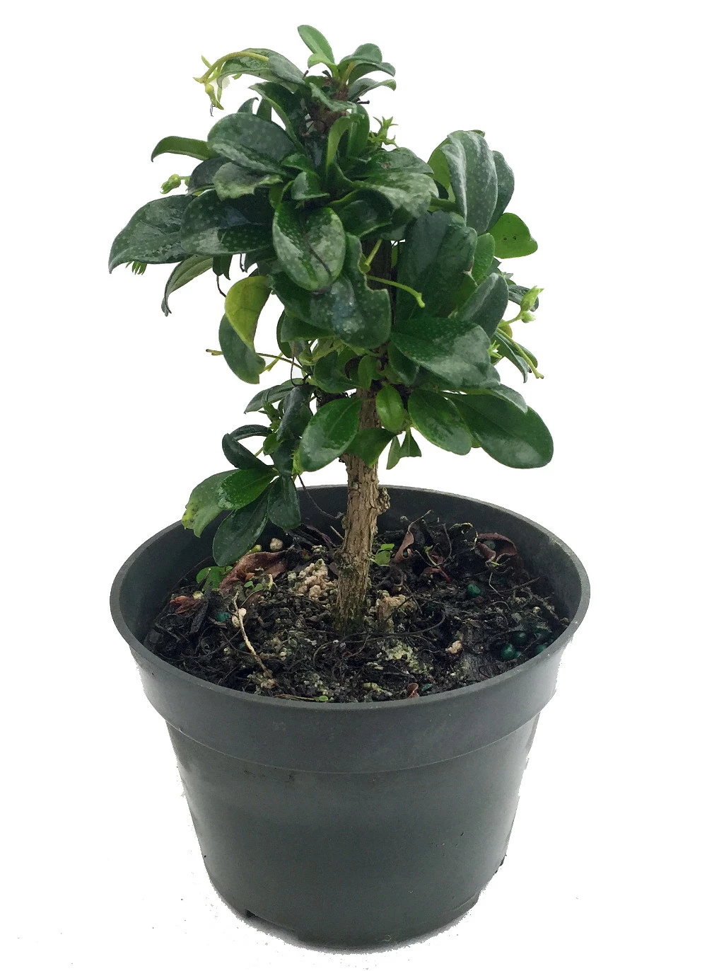 Fukien Tea Bonsai Tree - Carmona - 4" Pot - Indoor Houseplant 3 Fukien Tea Bonsai Tree - Carmona - 4" Pot - Indoor Houseplant