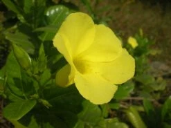 Golden Brazilian Jasmine Plant - Indoors/Out - Mandevilla - 6" Pot -HIRTS Sales apip3xx4o 77676.1592323656