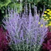 Little Spire Russian Sage Live Plant - Perovskia - Live Plant - Gallon Pot -HIRTS Sales apipa5wee 83285.1592325061