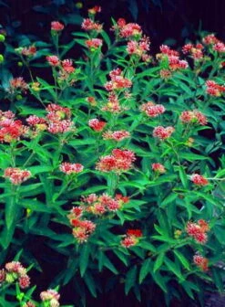 Cinderella Butterfly Flower Perennial - Asclepias - Live Plant - Gallon Pot 5 Cinderella Butterfly Flower Perennial - Asclepias - Live Plant - Gallon Pot -HIRTS Sales apipcmfmt 17569.1592318783