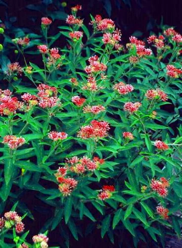 Cinderella Butterfly Flower Perennial - Asclepias - Live Plant - Gallon Pot 4 Cinderella Butterfly Flower Perennial - Asclepias - Live Plant - Gallon Pot - Image 2