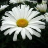 Daisy May® Shasta Daisy - Leucanthemum - Live Plant - Poven Winners -Gallon Pot 2 Daisy May® Shasta Daisy - Leucanthemum - Live Plant - Poven Winners -Gallon Pot -HIRTS Sales apipdaui4 80213.1592318718